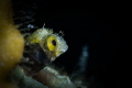   Tiny Roughhead Blenny Bonaire  